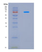 SDS-PAGE analysis of Human COP1 (E3 Ubiquitin-Protein Ligase Cop1) - Recombinant Protein, CAT# BLT-08677P showing >90% purity under 15% SDS-PAGE (Reduced)