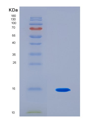 SDS-PAGE analysis of Human NGF (Beta-Nerve Growth Factor) - Recombinant Protein, CAT# BLT-08678P showing >90% purity under 15% SDS-PAGE (Reduced)