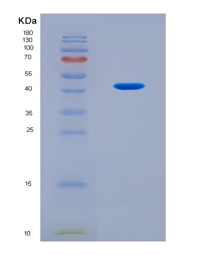 SDS-PAGE analysis of Human FUT3 (3-Galactosyl-N-Acetylglucosaminide 4-Alpha-L-Fucosyltransferase Fut3) - Recombinant Protein, CAT# BLT-08680P showing >90% purity under 15% SDS-PAGE (Reduced)