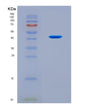 SDS-PAGE analysis of Human FUT3 (3-Galactosyl-N-Acetylglucosaminide 4-Alpha-L-Fucosyltransferase Fut3) - Recombinant Protein, CAT# BLT-08680P showing >90% purity under 15% SDS-PAGE (Reduced)