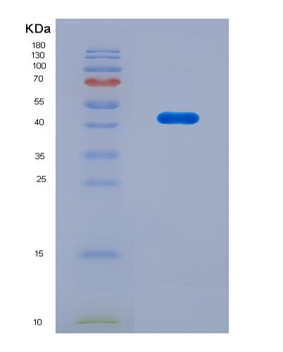 SDS-PAGE analysis of Mouse Dhodh (Dihydroorotate Dehydrogenase (Quinone), Mitochondrial) - Recombinant Protein, CAT# BLT-08681P showing >90% purity under 15% SDS-PAGE (Reduced)
