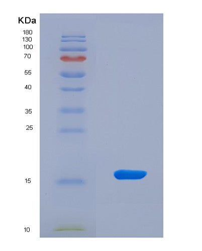 SDS-PAGE analysis of Mouse Vegfc (Vascular Endothelial Growth Factor C) - Recombinant Protein, CAT# BLT-08686P showing >90% purity under 15% SDS-PAGE (Reduced)