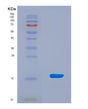 SDS-PAGE analysis of Mouse Vegfc (Vascular Endothelial Growth Factor C) - Recombinant Protein, CAT# BLT-08686P showing >90% purity under 15% SDS-PAGE (Reduced)