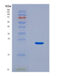SDS-PAGE analysis of Mouse Bax (Apoptosis Regulator Bax) - Recombinant Protein, CAT# BLT-08687P showing >90% purity under 15% SDS-PAGE (Reduced)
