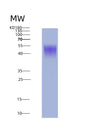 SDS-PAGE analysis of Mouse Il2ra (Interleukin-2 Receptor Subunit Alpha) - Recombinant Protein, CAT# BLT-08693P showing >90% purity under 15% SDS-PAGE (Reduced)