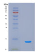 SDS-PAGE analysis of Human SPINK2 (Serine Protease Inhibitor Kazal-Type 2) - Recombinant Protein, CAT# BLT-08698P showing >90% purity under 15% SDS-PAGE (Reduced)