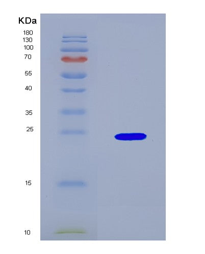 SDS-PAGE analysis of Human CASP4 (Caspase-4) - Recombinant Protein, CAT# BLT-08700P showing >90% purity under 15% SDS-PAGE (Reduced)