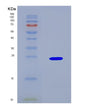 SDS-PAGE analysis of Human CASP4 (Caspase-4) - Recombinant Protein, CAT# BLT-08700P showing >90% purity under 15% SDS-PAGE (Reduced)