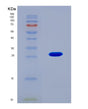 SDS-PAGE analysis of Mouse (Protein Il-40) - Recombinant Protein, CAT# BLT-08705P showing >90% purity under 15% SDS-PAGE (Reduced)