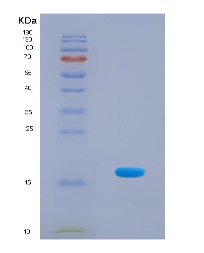 SDS-PAGE analysis of Mouse Il3 (Interleukin-3) - Recombinant Protein, CAT# BLT-08709P showing >90% purity under 15% SDS-PAGE (Reduced)