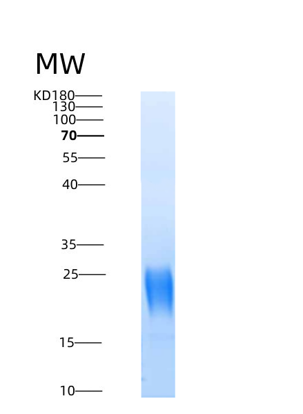 SDS-PAGE analysis of Mouse Il5 (Interleukin-5) - Recombinant Protein, CAT# BLT-08712P showing >90% purity under 15% SDS-PAGE (Reduced)