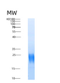 SDS-PAGE analysis of Mouse Il5 (Interleukin-5) - Recombinant Protein, CAT# BLT-08712P showing >90% purity under 15% SDS-PAGE (Reduced)