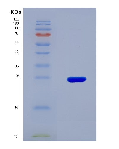 SDS-PAGE analysis of Human IL32 (Interleukin-32) - Recombinant Protein, CAT# BLT-08718P showing >90% purity under 15% SDS-PAGE (Reduced)