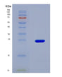 SDS-PAGE analysis of Human IL32 (Interleukin-32) - Recombinant Protein, CAT# BLT-08718P showing >90% purity under 15% SDS-PAGE (Reduced)