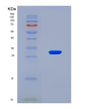 SDS-PAGE analysis of Mouse Gzma (Granzyme A) - Recombinant Protein, CAT# BLT-08719P showing >90% purity under 15% SDS-PAGE (Reduced)