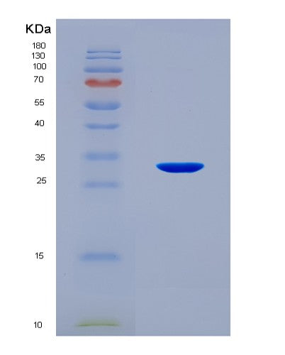 SDS-PAGE analysis of Human IDE (Insulin-Degrading Enzyme) - Recombinant Protein, CAT# BLT-08720P showing >90% purity under 15% SDS-PAGE (Reduced)