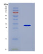 SDS-PAGE analysis of Human IDE (Insulin-Degrading Enzyme) - Recombinant Protein, CAT# BLT-08720P showing >90% purity under 15% SDS-PAGE (Reduced)