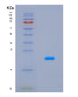 SDS-PAGE analysis of Mouse Pon1 (Serum Paraoxonase/Arylesterase 1) - Recombinant Protein, CAT# BLT-08730P showing >90% purity under 15% SDS-PAGE (Reduced)