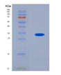SDS-PAGE analysis of Mouse Bsn (Protein Bassoon) - Recombinant Protein, CAT# BLT-08731P showing >90% purity under 15% SDS-PAGE (Reduced)