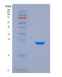 SDS-PAGE analysis of Mouse Selenoi (Ethanolaminephosphotransferase 1) - Recombinant Protein, CAT# BLT-08736P showing >90% purity under 15% SDS-PAGE (Reduced)