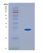 SDS-PAGE analysis of Mouse Grem1 (Gremlin-1) - Recombinant Protein, CAT# BLT-08738P showing >90% purity under 15% SDS-PAGE (Reduced)