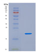 SDS-PAGE analysis of Human RPS23 (Small Ribosomal Subunit Protein Us12) - Recombinant Protein, CAT# BLT-08743P showing >90% purity under 15% SDS-PAGE (Reduced)