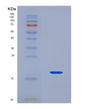 SDS-PAGE analysis of Human FAU (Ubiquitin-Like Fubi-Ribosomal Protein Es30 Fusion Protein) - Recombinant Protein, CAT# BLT-08744P showing >90% purity under 15% SDS-PAGE (Reduced)