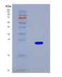 SDS-PAGE analysis of Human D2HGDH (D-2-Hydroxyglutarate Dehydrogenase, Mitochondrial) - Recombinant Protein, CAT# BLT-08745P showing >90% purity under 15% SDS-PAGE (Reduced)