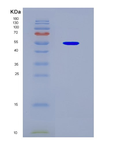 SDS-PAGE analysis of Human D2HGDH (D-2-Hydroxyglutarate Dehydrogenase, Mitochondrial) - Recombinant Protein, CAT# BLT-08746P showing >90% purity under 15% SDS-PAGE (Reduced)