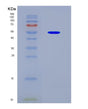 SDS-PAGE analysis of Human D2HGDH (D-2-Hydroxyglutarate Dehydrogenase, Mitochondrial) - Recombinant Protein, CAT# BLT-08746P showing >90% purity under 15% SDS-PAGE (Reduced)