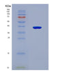 SDS-PAGE analysis of Human GBP5 (Guanylate-Binding Protein 5) - Recombinant Protein, CAT# BLT-08747P showing >90% purity under 15% SDS-PAGE (Reduced)
