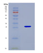 SDS-PAGE analysis of Mouse Snap25 (Synaptosomal-Associated Protein 25) - Recombinant Protein, CAT# BLT-08748P showing >90% purity under 15% SDS-PAGE (Reduced)
