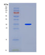 SDS-PAGE analysis of Human (Line-1 Retrotransposable Element Orf2 Protein) - Recombinant Protein, CAT# BLT-08749P showing >90% purity under 15% SDS-PAGE (Reduced)