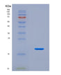 SDS-PAGE analysis of Human COMP (Cartilage Oligomeric Matrix Protein) - Recombinant Protein, CAT# BLT-08753P showing >90% purity under 15% SDS-PAGE (Reduced)