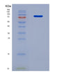 SDS-PAGE analysis of Mouse Serpina10 (Protein Z-Dependent Protease Inhibitor) - Recombinant Protein, CAT# BLT-08755P showing >90% purity under 15% SDS-PAGE (Reduced)