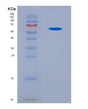 SDS-PAGE analysis of Mouse Ugp2 (Utp--Glucose-1-Phosphate Uridylyltransferase) - Recombinant Protein, CAT# BLT-08762P showing >90% purity under 15% SDS-PAGE (Reduced)