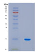 SDS-PAGE analysis of Mouse Serping1 (Plasma Protease C1 Inhibitor) - Recombinant Protein, CAT# BLT-08764P showing >90% purity under 15% SDS-PAGE (Reduced)