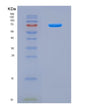 SDS-PAGE analysis of Human OAS1 (2'-5'-Oligoadenylate Synthase 1) - Recombinant Protein, CAT# BLT-08765P showing >90% purity under 15% SDS-PAGE (Reduced)