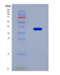 SDS-PAGE analysis of Human ITPR3 (Inositol 1,4,5-Trisphosphate-Gated Calcium Channel Itpr3) - Recombinant Protein, CAT# BLT-08768P showing >90% purity under 15% SDS-PAGE (Reduced)