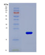 SDS-PAGE analysis of Human NOX4 (Nadph Oxidase 4) - Recombinant Protein, CAT# BLT-08771P showing >90% purity under 15% SDS-PAGE (Reduced)