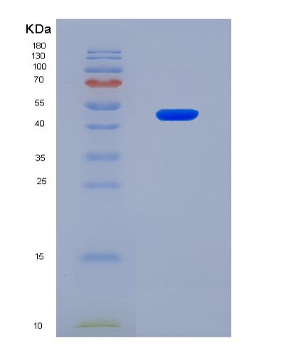 SDS-PAGE analysis of Human SRR (Serine Racemase) - Recombinant Protein, CAT# BLT-08772P showing >90% purity under 15% SDS-PAGE (Reduced)