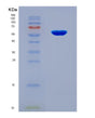 SDS-PAGE analysis of Human HDAC1 (Histone Deacetylase 1) - Recombinant Protein, CAT# BLT-08774P showing >90% purity under 15% SDS-PAGE (Reduced)