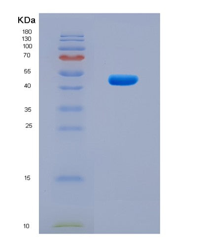 SDS-PAGE analysis of Human HDAC3 (Histone Deacetylase 3) - Recombinant Protein, CAT# BLT-08776P showing >90% purity under 15% SDS-PAGE (Reduced)