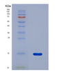 SDS-PAGE analysis of Human PLOD2 (Procollagen-Lysine,2-Oxoglutarate 5-Dioxygenase 2) - Recombinant Protein, CAT# BLT-08780P showing >90% purity under 15% SDS-PAGE (Reduced)