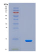 SDS-PAGE analysis of Mouse Nnat (Neuronatin) - Recombinant Protein, CAT# BLT-08782P showing >90% purity under 15% SDS-PAGE (Reduced)