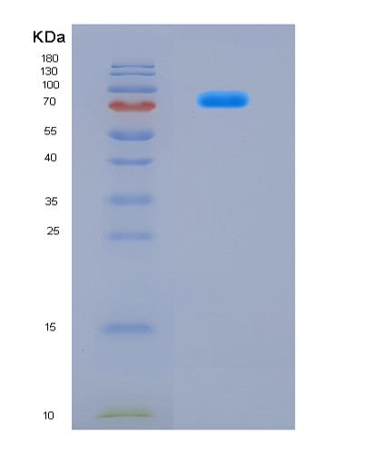 SDS-PAGE analysis of Mouse Hspa4 (Heat Shock 70 Kda Protein 4) - Recombinant Protein, CAT# BLT-08785P showing >90% purity under 15% SDS-PAGE (Reduced)