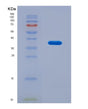 SDS-PAGE analysis of Human CEP55 (Centrosomal Protein Of 55 Kda) - Recombinant Protein, CAT# BLT-08788P showing >90% purity under 15% SDS-PAGE (Reduced)