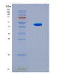 SDS-PAGE analysis of Human WDR77 (Methylosome Protein Wdr77) - Recombinant Protein, CAT# BLT-08793P showing >90% purity under 15% SDS-PAGE (Reduced)