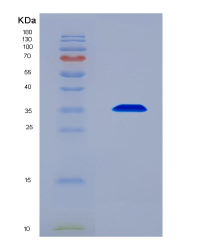 SDS-PAGE analysis of Human THPO (Thrombopoietin) - Recombinant Protein, CAT# BLT-08796P showing >90% purity under 15% SDS-PAGE (Reduced)