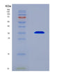 SDS-PAGE analysis of Human THPO (Thrombopoietin) - Recombinant Protein, CAT# BLT-08796P showing >90% purity under 15% SDS-PAGE (Reduced)